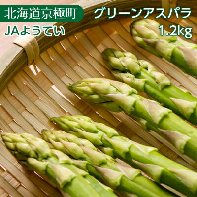 2024年春発送！ 北海道羊蹄山麓 グリーンアスパラ1.2kg［ JAようてい］【 野菜 アスパラガス 料理 北海道 】　【 アスパラガス アスパラ 野菜 新鮮 羊蹄山麓の冷涼な気候が育てた 産地直送 お取り寄せ 】　お届け：2024年5月27日頃～2024年6月14日頃