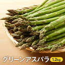 【ふるさと納税】北海道倶知安町【ニセコファーム】グリーンアスパラ1.2kg 【アスパラガス・野菜】 お届け:2021年6月上旬?下旬まで - 北海道倶知安町