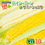 【ふるさと納税】北海道産 とうもろこし ロイシーコーン サニーショコラ 計18～20本 10kg前後 L-LLサイズ 旬 スイート コーントウモロコシ とうきび 新鮮 農作物 野菜 産地直送　【野菜・とうもろこし・野菜セット】　お届け：2024年8月上旬～9月下旬