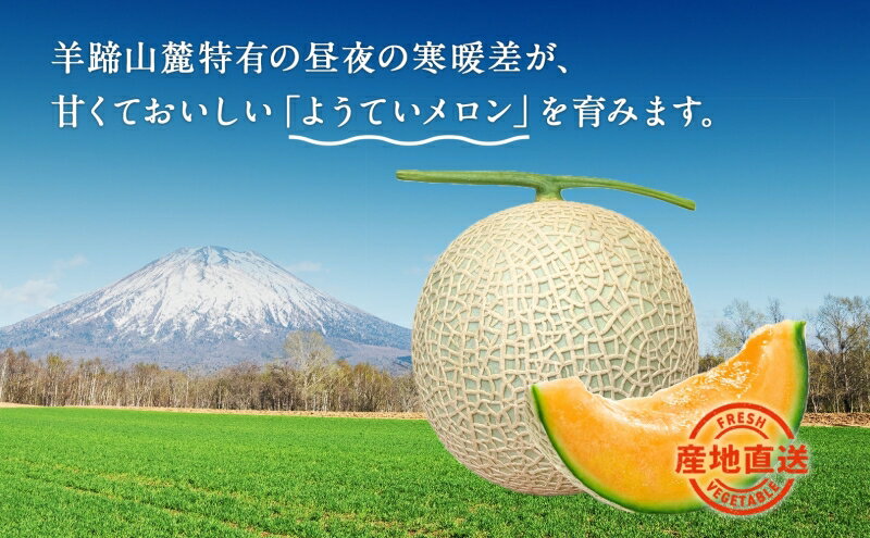 【ふるさと納税】北海道 赤肉メロン 約1.6kg 2玉 メロン 赤肉 果物 フルーツ 甘い 完熟 スイーツ デザート 産直 国産 贈答品 お祝い ギフト羊蹄山 JAようてい 送料無料 北海道 倶知安町 1玉 　お届け：2025年8月下旬～9月中旬頃まで