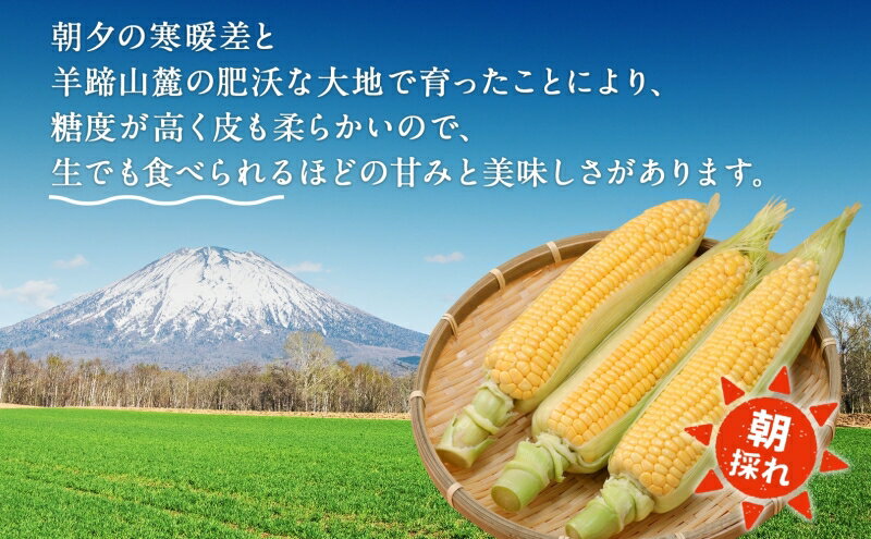 【ふるさと納税】北海道 スイートコーン 味来 約10kg 2Lサイズ 計26本 とうもろこし とうきび コーン 新鮮 採れたて 産直 JAようてい 送料無料 北海道 倶知安町 10キロ 　お届け：2025年8月下旬～9月上旬頃まで
