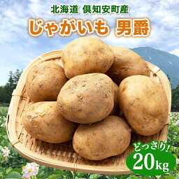 【ふるさと納税】北海道産 じゃがいも 男爵 約20kg じゃが芋 ジャガイモ 芋 いも 男爵いも だんしゃく ポテト 新鮮 野菜 直送 常温 農作物 お取り寄せ 送料無料 縁樹 北海道 倶知安町　【 根菜 】　お届け：2024年10月下旬～11月上旬