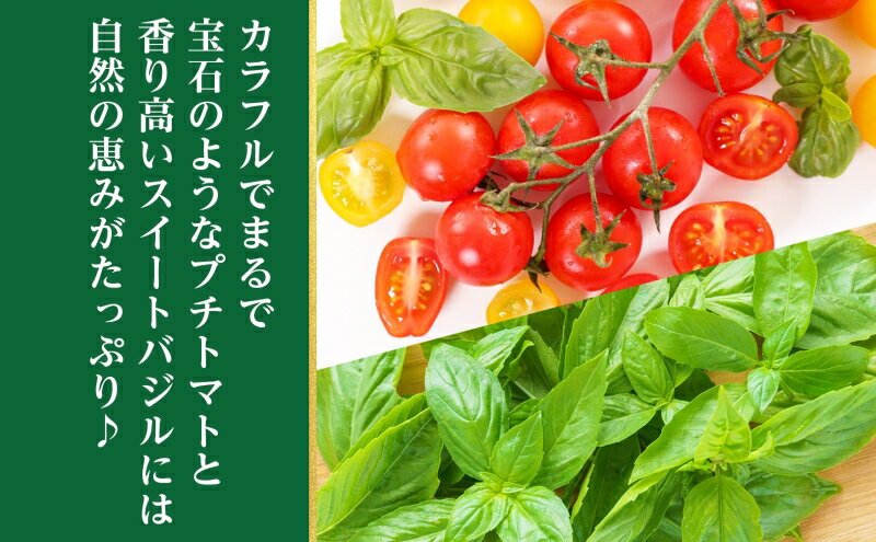 【ふるさと納税】北海道 有機栽培 ミニトマト＆スイートバジル 約1kg 詰め合わせ プチトマト トマト バジル オーガニック 有機野菜 JAS 産直 産地直送 ニセコグリーンファーム 有機ミニトマト 　お届け：2025年7月中旬～9月中旬まで