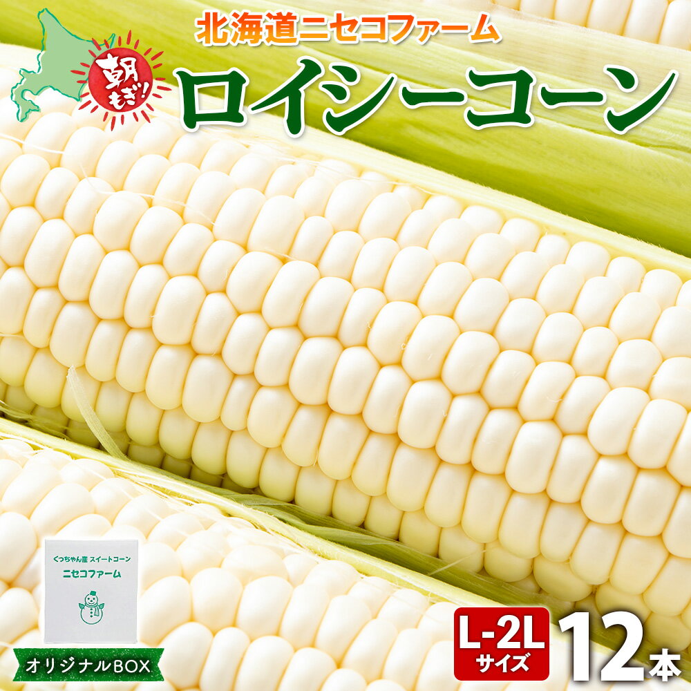 北海道産 とうもろこし 計12本 L-2L サイズ混合 ロイシーコーン 大きめ 旬 朝採り 新鮮 トウモロコシ 甘い 夏野菜 とうきび お取り寄せ 産地直送 野菜 しりべしや 送料無料 北海道 倶知安町 [ 野菜 ] お届け:2024年8月下旬〜9月中旬まで