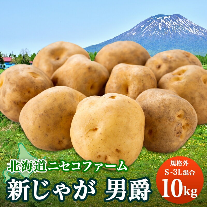 【ふるさと納税】北海道産 じゃがいも 男爵 10kg 規格外 訳あり S-3L サイズ混合 新じゃが 芋 ジャガイモ いも 新鮮 野菜 農作物 お取り寄せ 男しゃく 馬鈴薯 ニセコファーム 送料無料 北海道 倶知安町　 野菜 じゃがいも 　お届け：2024年10月中旬～11月中旬