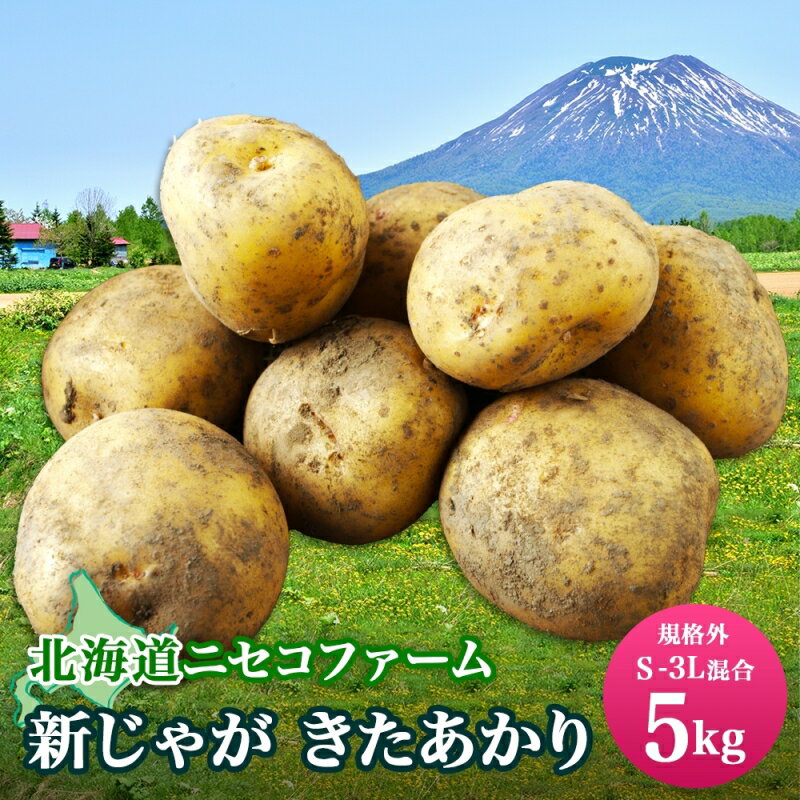 北海道産 じゃがいも きたあかり 5kg 規格外 訳あり S-3L サイズ混合 新じゃが 芋 ジャガイモ いも 野菜 農作物 お取り寄せ キタアカリ馬鈴薯 ニセコファーム 送料無料 北海道 倶知安町　【 野菜 新じゃが 】　お届け：2024年10月中旬～11月中旬