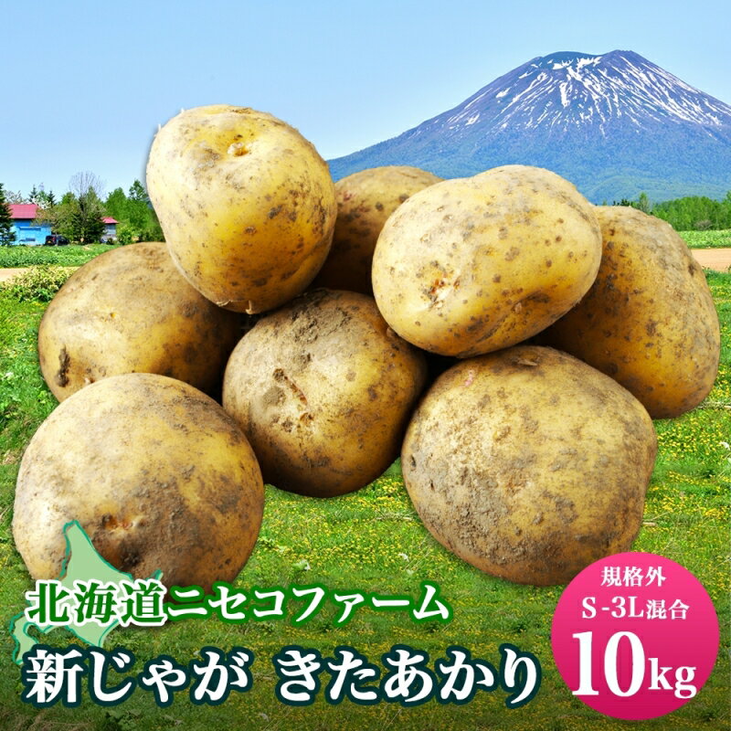 【ふるさと納税】北海道産 じゃがいも きたあかり 10kg 規格外 訳あり S-3L サイズ混合 新じゃが 芋 ジャガイモ 野菜 農作物 お取り寄せ キタアカリ 馬鈴薯 ニセコファーム 送料無料 北海道 倶知安町　 野菜 新じゃが 　お届け：2024年10月中旬～11月中旬