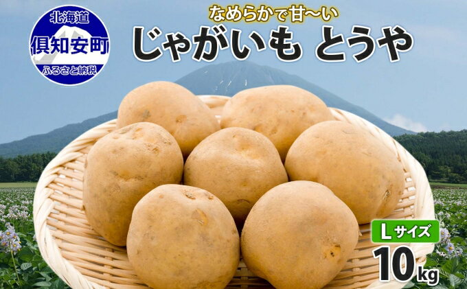 【ふるさと納税】北海道産 じゃがいも とうや Lサイズ 10kg 馬鈴薯 黄爵 ジャガイモ ポテト 芋 いも 旬 イモ 野菜 農作物 産地直送 産直 常温 北海道 お取り寄せ 送料無料 倶知安町　【 羊蹄山 カレー 肉じゃが 】　お届け：2024年8月中旬～9月中旬