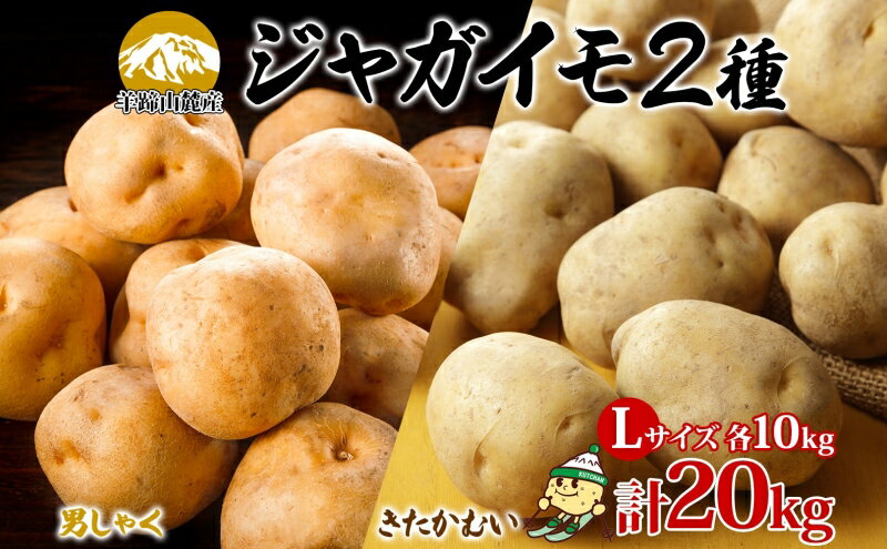 【ふるさと納税】北海道産じゃがいも 男爵 きたかむい各約10kg Lサイズ 計20kg ジャガイモ 男爵いも 馬鈴薯 ポテト 根菜 常備野菜 産直 国産 送料無料 北海道 倶知安町　【俱知安町】　お届け：2025年1月上旬～2月下旬