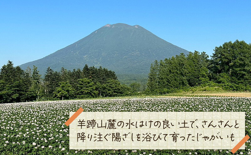 【ふるさと納税】北海道 倶知安 じゃがいも とうや 5kg リストファーム サイズ 混合 馬鈴薯 芋 ポテト イモ 産地直送 野菜　お届け：2026年10月上旬～11月末まで f014001-kutchan-10001518 北海道倶知安町 サンプル画像3
