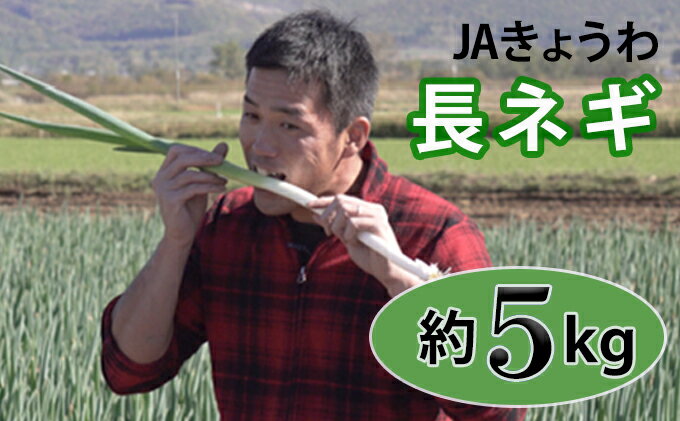 【ふるさと納税】JAきょうわ らいでん長ねぎ 約5kg　【野菜・ねぎ】　お届け：2024年10月上旬～11月上旬まで