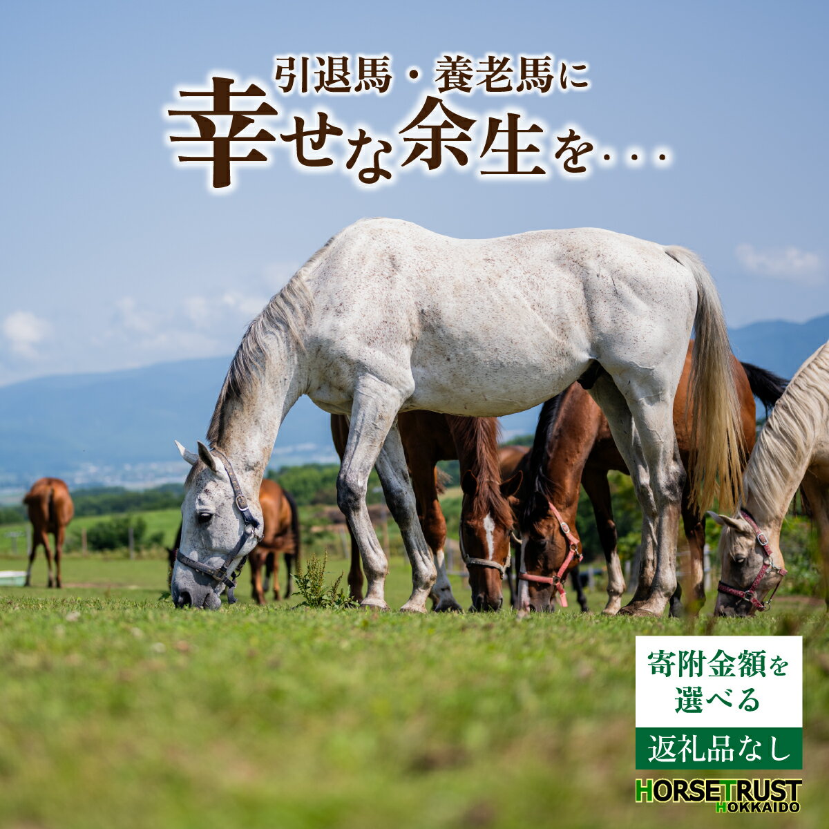 [選べる寄附額]馬支援 競走馬 引退後 余生支援 養老馬 牧場 動物愛護 北海道 ホーストラスト北海道 支援 競馬 (返礼品なし) F21H-556var