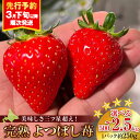 【ふるさと納税】【2026年3月下旬以降発送】北海道産 完熟よつぼし苺 選べる2~10パック 1パック約250g北海道ふるさと納税 積丹町 ふるさと納税 北海道 いちご 苺 イチゴ 果物 フルーツ デザート