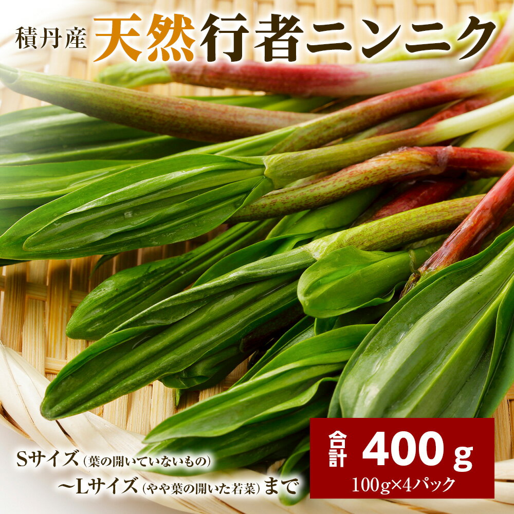 19位! 口コミ数「0件」評価「0」積丹産天然行者ニンニク400g（100g×4パック）北海道ふるさと納税 積丹町 ふるさと納税 北海道 山菜 行者ニンニク 北海道産