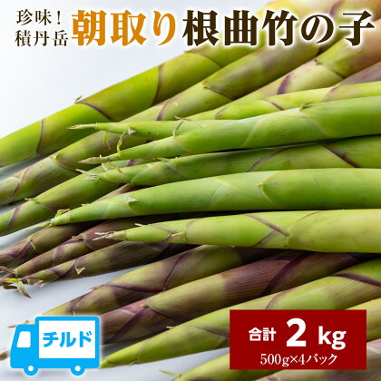 珍味積丹岳根曲竹の子2kg（500g×4パック）北海道ふるさと納税 積丹町 ふるさと納税 北海道 山菜 根曲がり竹 北海道産 タケノコ 筍 竹の子