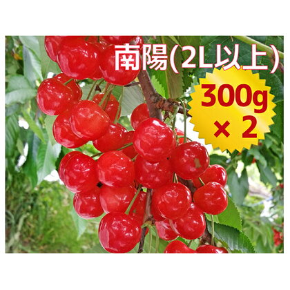 嶋田茂農園「匠」ジャンボサイズさくらんぼ【南陽】300g×2 【果物類・フルーツ・さくらんぼ・サクランボ・チェリー・600g】 お届け:2022年7月上旬〜7月末日まで