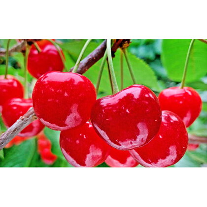 嶋田茂農園「匠」贈答用さくらんぼ【紅秀峰】桐箱入500g 【果物類・フルーツ・さくらんぼ・サクランボ・チェリー・ギフト・贈答用・紅秀峰・500g】 お届け:2022年7月上旬〜7月末日まで