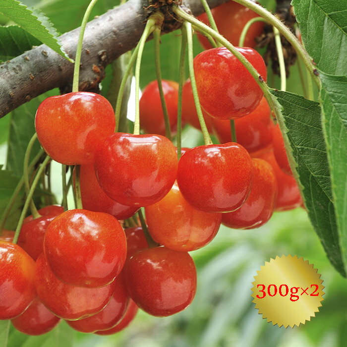 【ふるさと納税】北海道の旬☆仁木町産さくらんぼ☆300g×2入【佐藤錦又は紅秀峰】　【果物類・フルーツ・さくらんぼ・チェリー】　お届け：2019年7月上旬〜下旬頃