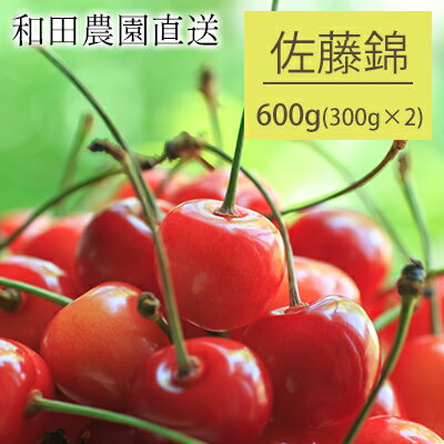和田農園のさくらんぼ『佐藤錦』 600g 北海道仁木町産 【果物類・フルーツ・さくらんぼ・サクランボ・佐藤錦・チェリー】 お届け:2022年7月5日〜7月13日