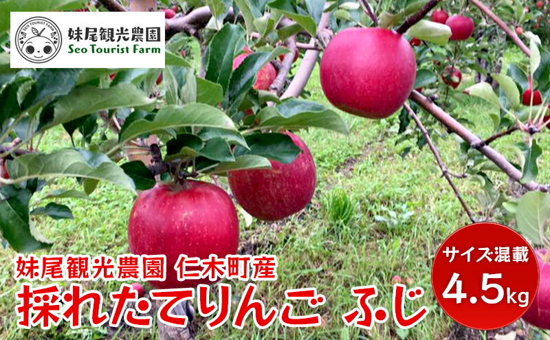 【ふるさと納税】【先行受付/2024年11月出荷開始】仁木町の採れたてりんご「ふじ」4.5kg［妹尾観光農園］ 北海道 果物 フルーツ リンゴ　【果物類・林檎・りんご・リンゴ】　お届け：2024年11月下旬～12月下旬