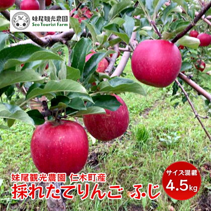 仁木町の採れたてりんご「ふじ」4.5kg≪妹尾観光農園≫　【果物類・林檎・りんご・リンゴ】　お届け：2022年11月下旬〜12月下旬