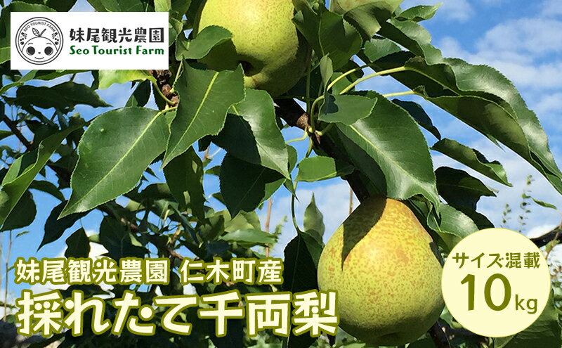 【ふるさと納税】[先行受付/2025年] 仁木町の採れたて「千両梨」サイズ混載 10kg（20個前後） 北海道 仁木 果物 フルーツ なし 梨 ナシ 先行予約 [フルーツショップ妹尾観光農園]　お届け：2026年9月下旬～10月上旬