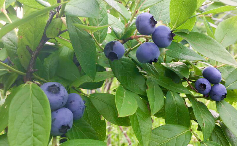 北海道仁木町の画像3