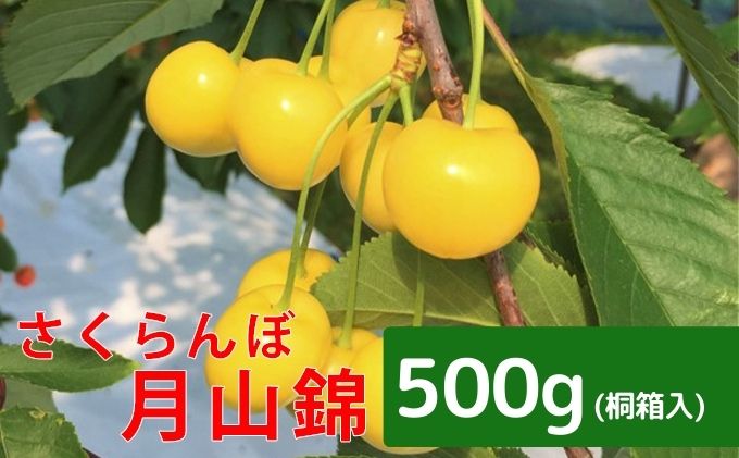 【ふるさと納税】峠のふもと紅果園 北海道 仁木町産 さくらんぼ【 月山錦 】一段並べ 桐箱入り 500g　【果物類・フルーツ・さくらんぼ・サクランボ・月山錦・チェリー】　お届け：2024年7月10日頃～7月25日頃