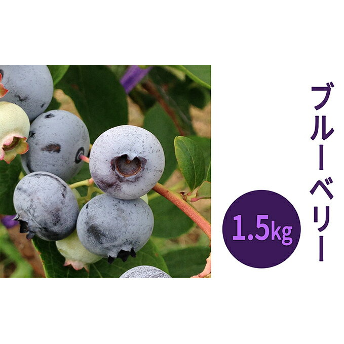 1位! 口コミ数「1件」評価「5」峠のふもと紅果園の冷凍ブルーベリー約1.5kg（500g×3）　【果物・ブルーベリー・加工食品・果物詰合せ・フルーツ】