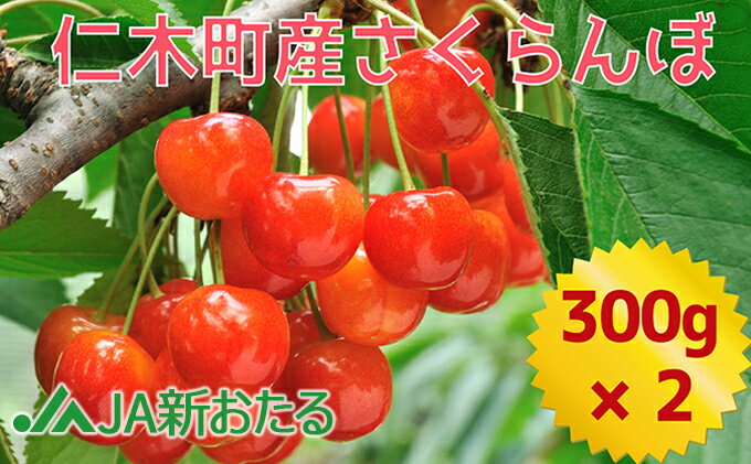 【ふるさと納税】先行受付 2024年7月から順次出荷 北海道 仁木町産 7月旬 さくらんぼ 600g 【JA新おたるの生産者厳選】　【果物類・フルーツ・さくらんぼ・チェリー】　お届け：2024年7月～28日まで