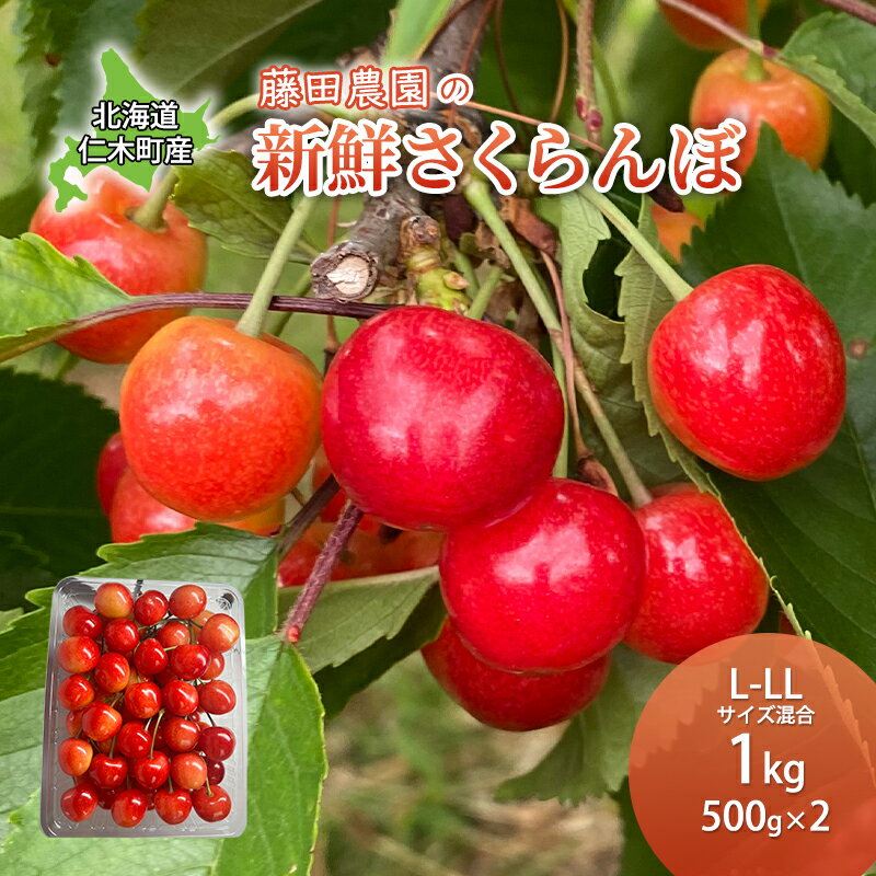 北海道 仁木町産 さくらんぼ 佐藤錦 1kg (500g×2) 藤田農園 サクランボ 果物 フルーツ チェリー 仁木　【 果物類 】　お届け：2024年6月下旬～7月10日頃まで