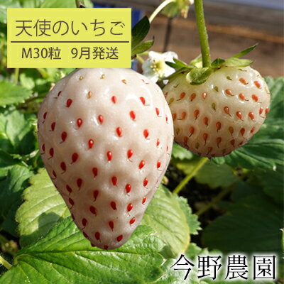 【ふるさと納税】【9月発送】今野農園いちご「天使のいちご(登録商標)AE(エンジェルエイト)」(M30粒)北海道仁木町産　【果物類・いちご・苺・イチゴ・天使のいちご・フルーツ】　お届け：2023年9月上旬〜末日のサムネイル
