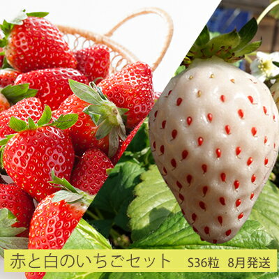 【ふるさと納税】先行予約 2024年8月発送 北海道 仁木町産「赤と白の いちご セット」(S36粒) 今野農園　果物類・いちご・苺・イチゴ・すずあかね・天使のいちご・フルーツ　お届け：2024年月8月上旬～末日のサムネイル