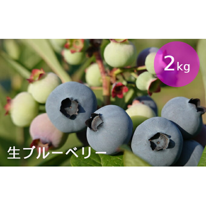 [先行受付] 北海道 仁木町産 しろうさファーム 有機栽培ブルーベリー2kg(サイズ混合)果物 くだもの ブルーベリー 詰合せ セット フルーツ ジャム [しろうさファーム] お届け:2025年7月15日〜8月15日まで