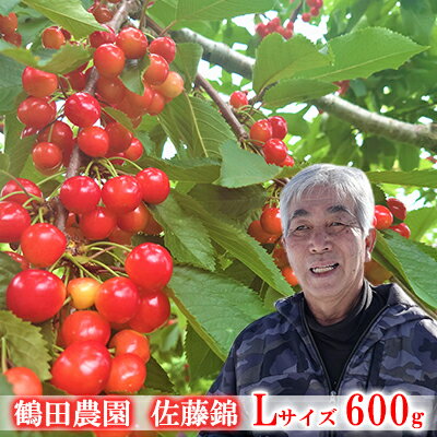 【ふるさと納税】【佐藤錦】鶴田農園　自慢のさくらんぼ 600g 7月発送（北海道仁木町）　【果物類・フルーツ・さくらんぼ・チェリー・佐藤錦・Lサイズ・赤い宝石・酸味・甘味】　お届け：2022年7月5日〜7月20日のサムネイル