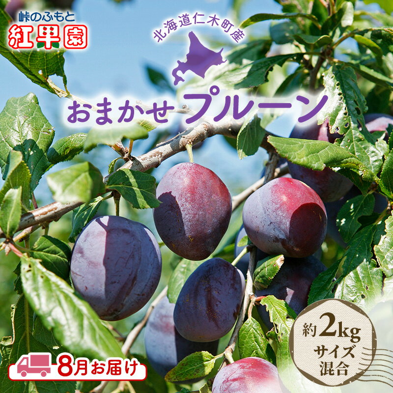 先行予約 ≪峠のふもと紅果園≫ ◆2024年8月お届け◆北海道 仁木産 フレッシュ プルーン 約2kg 品種 おまかせ [果物・ぶどう・フルーツ・フレッシュ・プルーン・ 健康食品・ミラクルフルーツ] お届け:2024年8月1日〜31日まで