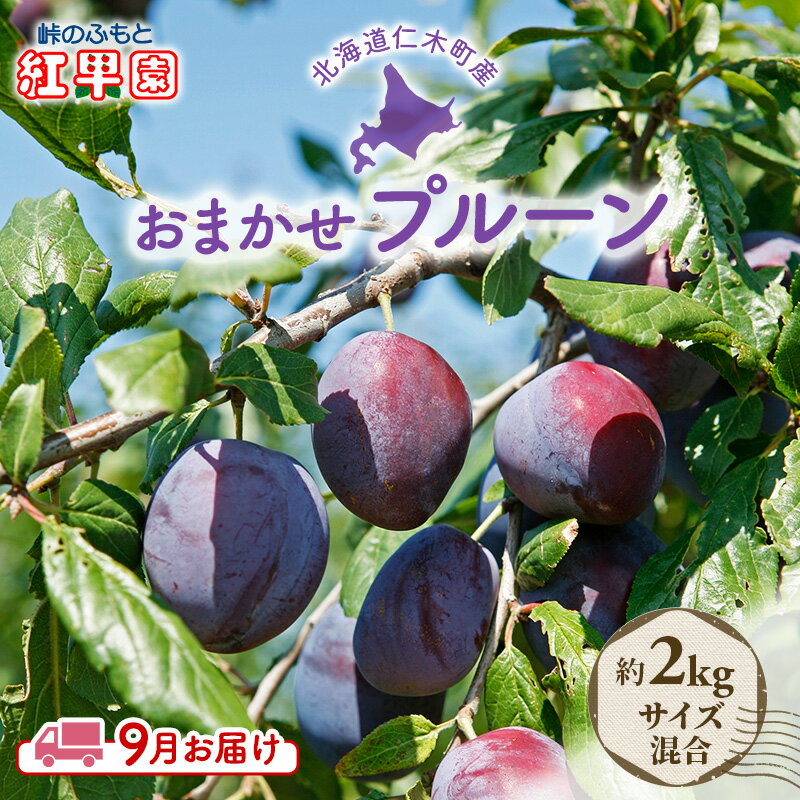 先行予約 ≪峠のふもと紅果園≫ ◆2024年9月お届け◆北海道 仁木産 フレッシュ プルーン 約2kg 品種 おまかせ [果物・ぶどう・フルーツ・フレッシュ・プルーン・ 健康食品・ミラクルフルーツ] お届け:2024年9月1日〜30日まで