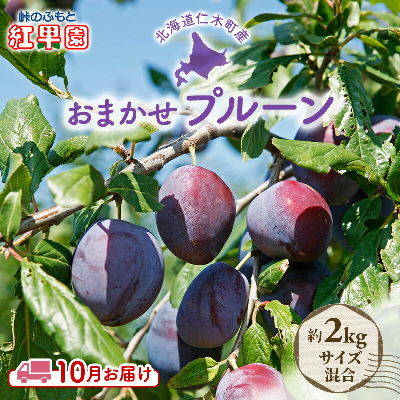 先行予約 ≪峠のふもと紅果園≫ ◆2024年10月お届け◆北海道 仁木産 フレッシュ プルーン 約2kg 品種 おまかせ [果物・ぶどう・フルーツ・フレッシュ・プルーン・ 健康食品・ミラクルフルーツ] お届け:2024年10月1日〜15日まで