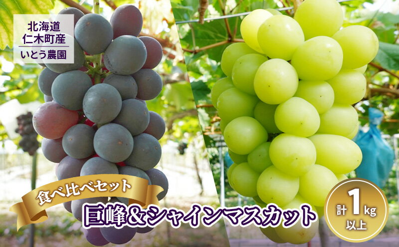 【ふるさと納税】先行受付 2024年9月出荷 北海道 仁木町産 葡萄 食べ比べセット『 巨峰 ＆ シャインマスカット 』【いとう農園】　【 果物 フルーツ ぶどう 食べ比べ セット 旬の果物 産地直送 】　お届け：2024年9月15日～9月20日