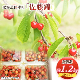 【ふるさと納税】 先行予約 北海道 仁木町産 厳選品 サクランボ 佐藤錦 1.2kg （300g×4） Lサイズ以上 松山商店　【 果物類 】　お届け：2024年7月1日～20日頃