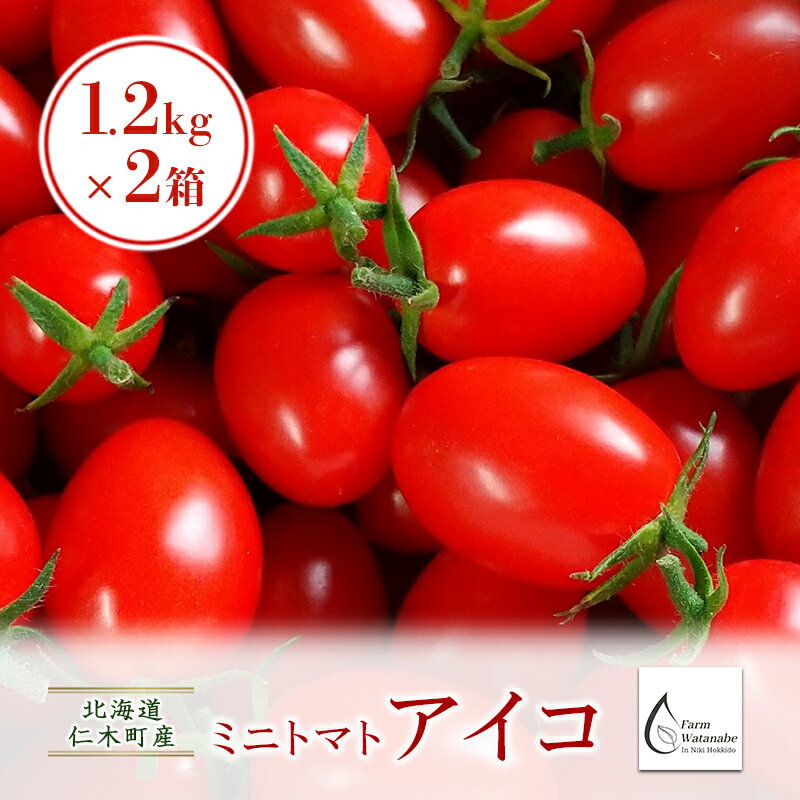 【ふるさと納税】北海道仁木町産ミニトマト【アイコ】1.2kg×2箱［栽培期間中 農薬不使用］　【 高糖度 果肉 厚い かため 日持ち 完熟 グルタミン酸 生食 加熱調理 農薬節約栽培 】　お届け：2024年8月中旬～9月下旬