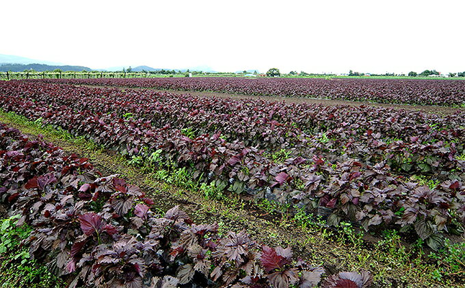 北海道仁木町の画像3
