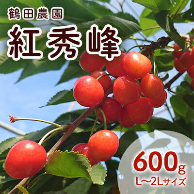 数量限定 北海道 仁木町産 果肉がプリ しっかり大粒 甘い さくらんぼ 紅秀峰 600g Lサイズ以上 高糖度 リピーター 朝採り 甘み ジューシー サクランボ チェリー フルーツ 果物 果物類 ギフト 仁木町 仁木 [鶴田農園] お届け:2025年7月上旬〜7月下旬