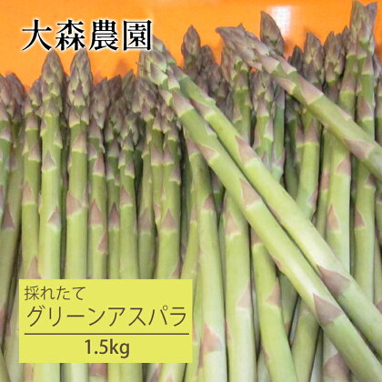 先行受付 2024年5月から出荷 北海道 仁木町産 グリーンアスパラ 1.5kg 【大森農園】　【 野菜 食材 春野菜 旬の野菜 北海道産 北海道野菜 国産 日本産 】　お届け：2024年5月5日～5月25日頃