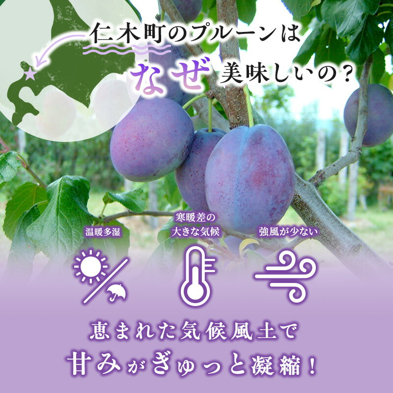 【ふるさと納税】先行受付 2024年9月から順次出荷 北海道仁木町産 プルーン 1kg ( サンプルーン ) 厳選品 松山商店　【 果物 フルーツ 国産 高糖度 ほどよい酸味 北海道産プルーン 国産プルーン 】　お届け：2024年9月下旬～10月中旬 3