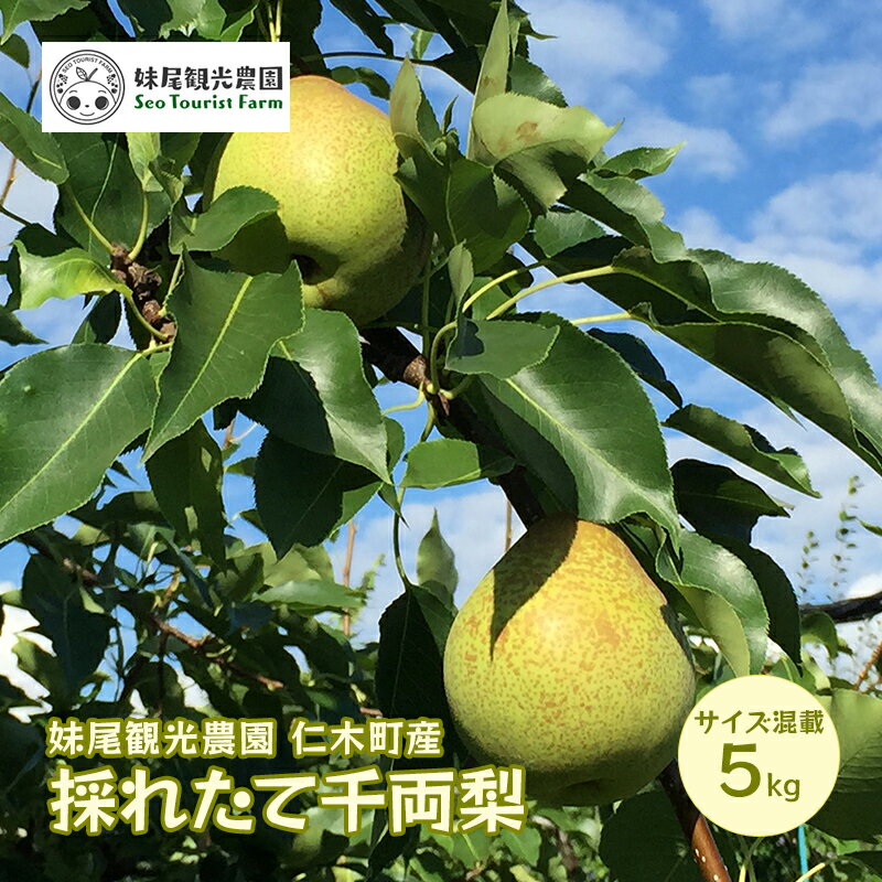 [先行受付/2024年9月出荷開始]仁木町の採れたて「千両梨」5kg[妹尾観光農園] 北海道 果物 フルーツ なし 梨 [ 果物類 仁木町 採れたて 千両梨 ] お届け:2024年9月下旬〜10月上旬