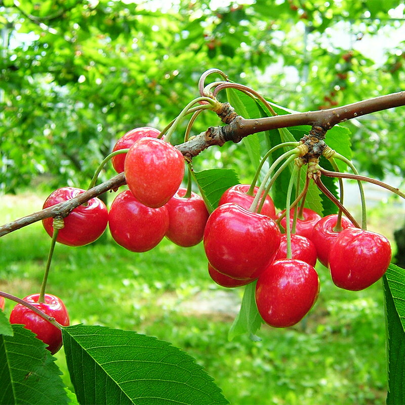 北海道仁木町の画像3
