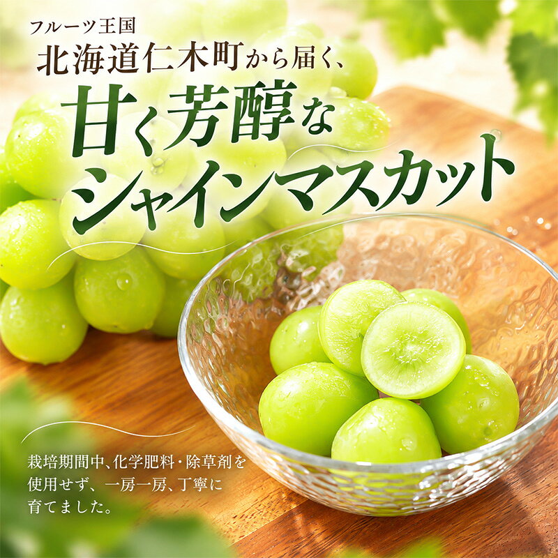 【ふるさと納税】【2026年産】北海道 仁木町産 シャインマスカット 粒 1kg (250g×4) 化学肥料・除草剤不使用 ぶどう フルーツ 果物 くだもの [Farm Watanabe]　お届け：2026年9月中旬～2026年10月上旬 f014079-niki-10001697 北海道仁木町 サンプル画像2