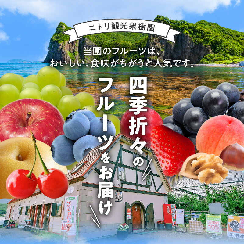 【ふるさと納税】2024年発送【先行予約】令和6年産 フルーツ王国余市産 紅秀峰 2Lサイズ 500g×2 パック 1kg ニトリ観光果樹園 さくらんぼ フルーツ デザート 果物 旬 北海道 余市町 グルメ 冷蔵 お取り寄せ 送料無料