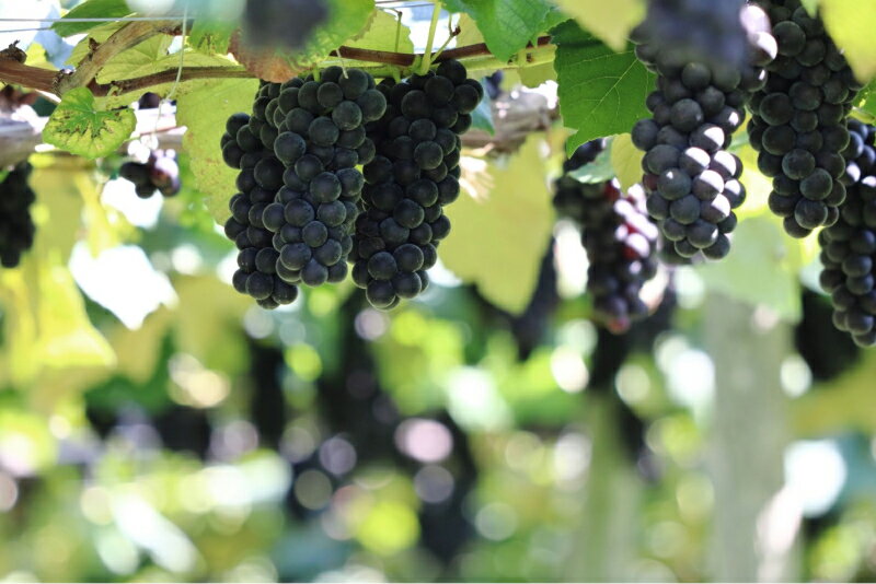 【ふるさと納税】余市まるごと搾り キャンベルス ブドウ ジュース 6本 セット 果汁飲料 果実飲料 ストレート 果物 飲料 お取り寄せ 北海道 余市町 送料無料